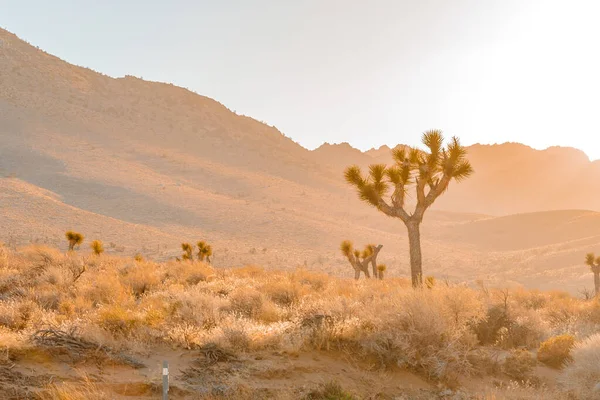 Campo Deserto Com Josué Árvore Pôr Sol Com Paisagem Montanhosa — Fotografia de Stock