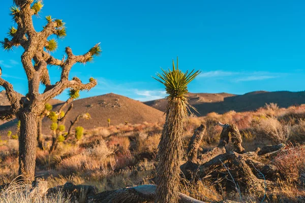 Campo Deserto Com Josué Árvore Pôr Sol Com Paisagem Montanhosa — Fotografia de Stock