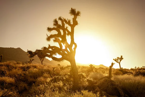 Поле Пустелі Деревом Ісуса Навина Заході Сонця Горбистим Краєвидом — стокове фото