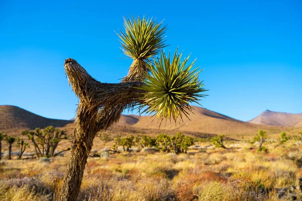 Campo Del Desierto Con Árbol Joshua Atardecer Con Paisaje Montañoso —  Fotos de Stock