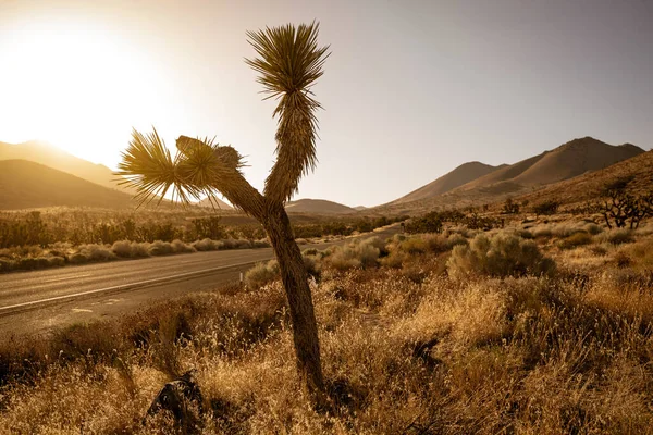 Champ Désertique Avec Joshua Arbre Coucher Soleil Avec Paysage Vallonné — Photo