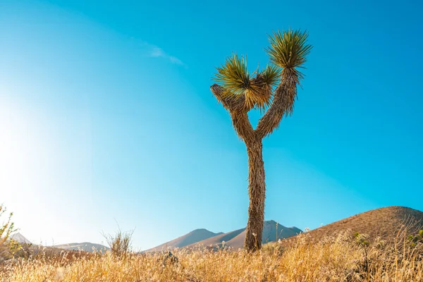 Campo Deserto Com Josué Árvore Pôr Sol Com Paisagem Montanhosa — Fotografia de Stock