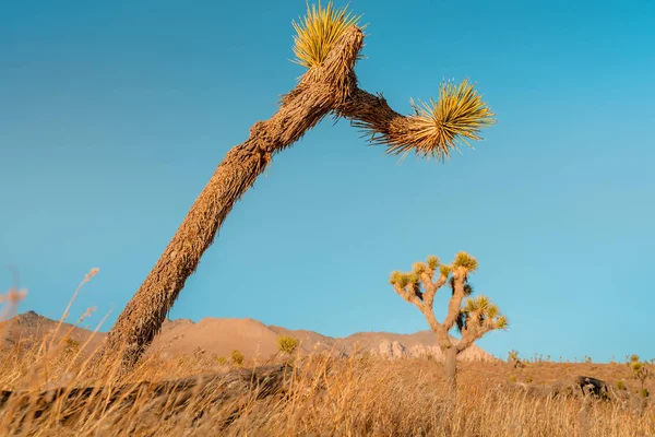 Pouštní Pole Stromem Joshua Při Západu Slunce Kopcovitou Krajinou — Stock fotografie