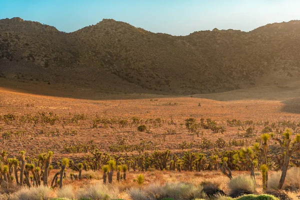 Beau Paysage Vallonné Californie Coucher Soleil Route Dans Les Montagnes — Photo