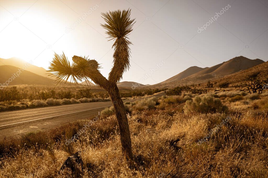Desert field with Joshua tree at sunset with hilly landscape