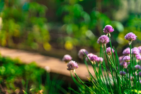 紫色三叶草花 绿色天然背景 — 图库照片