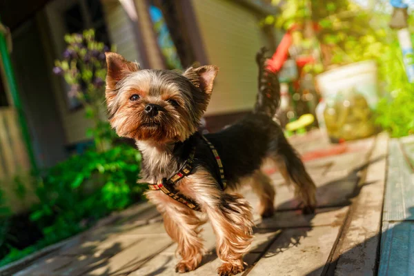 Cute Yorkshire Terrier Dog Walks Yard Sunny Summer Day — Stock Photo, Image