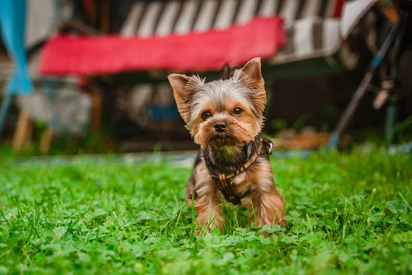 Cute Yorkshire Terrier Cão Caminha Quintal Dia Ensolarado Verão — Fotografia de Stock