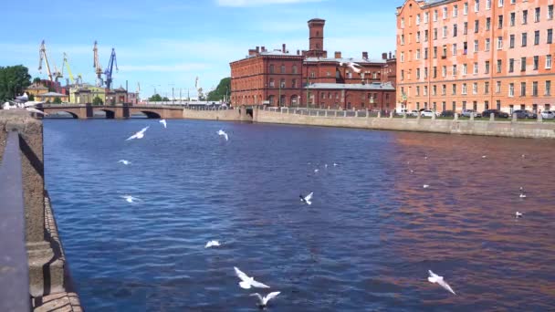 Video Möwen Fliegen Sommer Über Den Fluss Petersburg Vor Der — Stockvideo