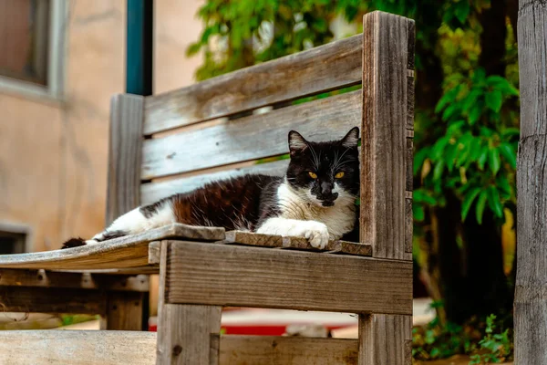 고양이와 고양이가 여름날 의자에 — 스톡 사진