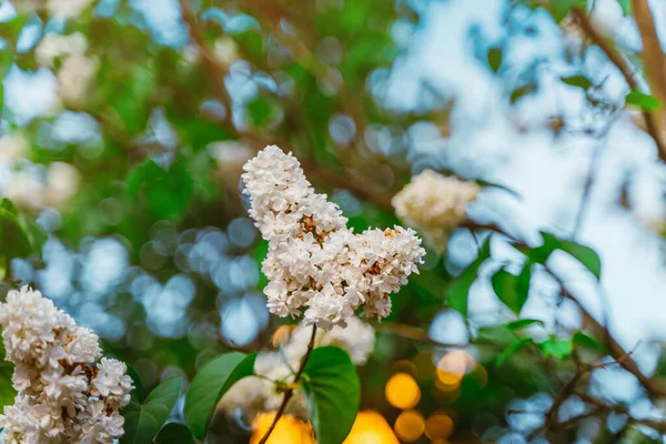 Lilas Fleurs Blanches Beau Fond Naturel — Photo