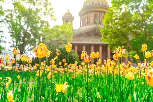 Campo Con Tulipanes Frente Catedral San Isaac Fondo San Petersburgo — Foto de Stock