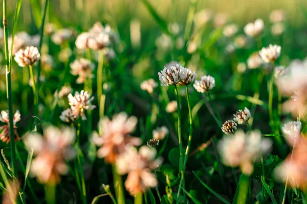 Witte Klaver Bloemen Het Gras — Stockfoto