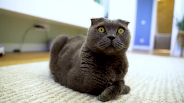 Cute Scottish Fold Cat Home — Stock Video