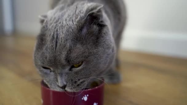 Video Grazioso Gatto Scozzese Mangia Cibo Secco Primo Piano Gatto — Video Stock