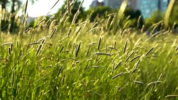 Video Camera Moves Green Stalks Ears Sunset Wind Moves Grass — 图库视频影像