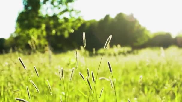 Video Camera Moves Green Stalks Ears Sunset Wind Moves Grass — 图库视频影像