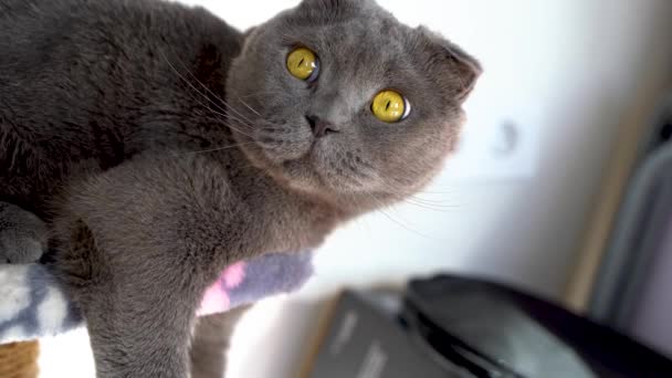 Cute Scottish Fold Cat Home — Stock Video