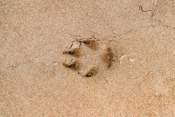 Het Spoor Van Een Hond Het Zand — Stockfoto
