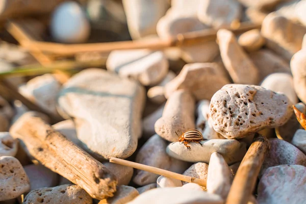 Colorado Beetle Crawls Rocks — 图库照片