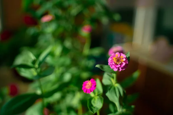 Accueil Plantes Fleurs Violettes Fond Vert Naturel — Photo
