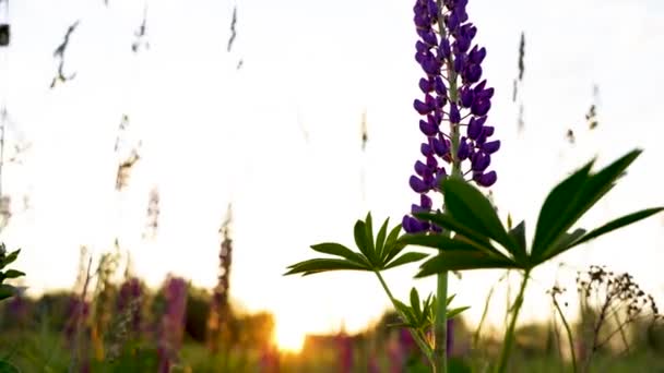 Video Magnificent Sunset Landscape Field Lupines — Stock Video