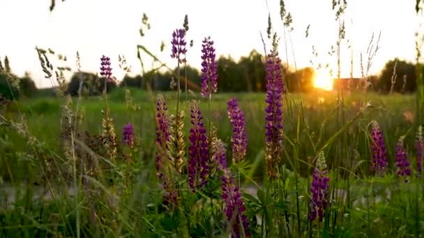 Video Herrliche Landschaft Bei Sonnenuntergang Einem Lupinenfeld — Stockvideo