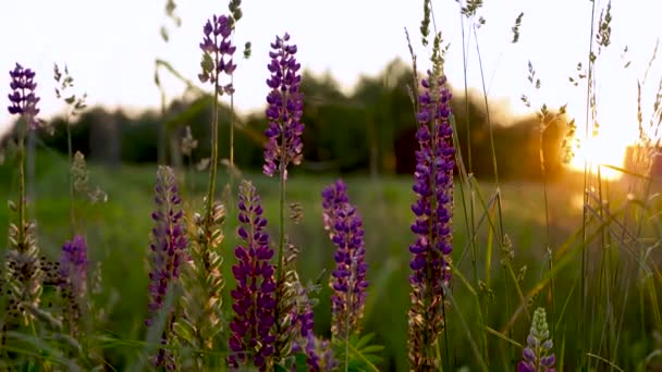 Video Magnifico Paesaggio Tramonto Campo Lupini — Video Stock