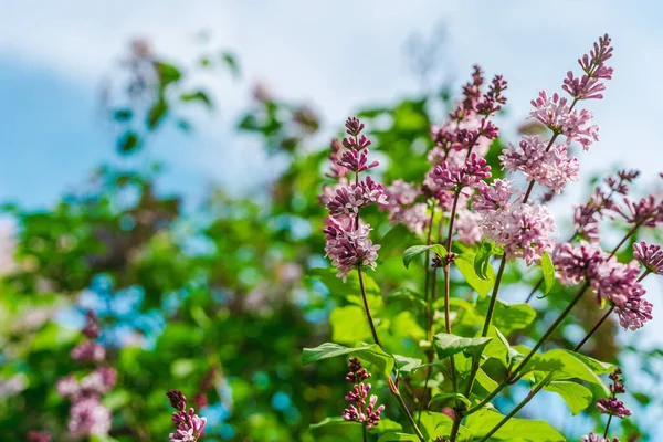 Lila Bloemen Met Blauwe Lucht Natuurlijke Lente Achtergrond Kopieerruimte — Stockfoto