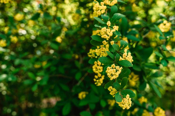 Cabang Musim Semi Dengan Bunga Latar Belakang Alam — Stok Foto