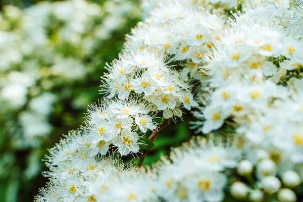 Voorjaar Takken Met Bloemen Natuurlijke Achtergrond — Stockfoto