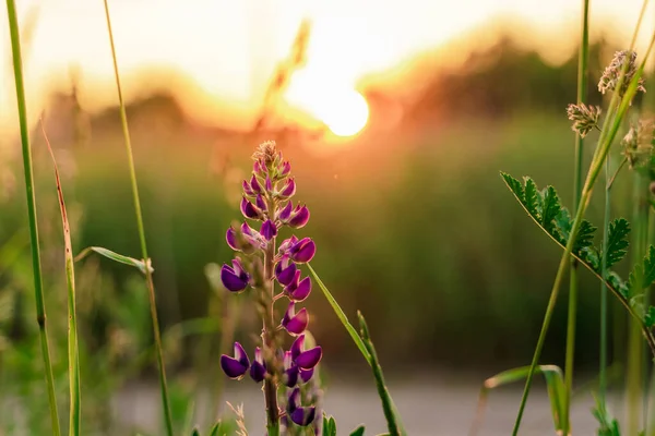 Pole Vlčích Květin Pozadí Při Západu Slunce Přírodní Pozadí — Stock fotografie