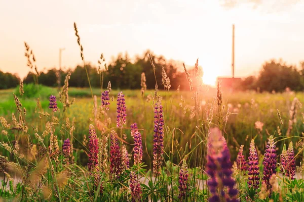 Gebied Van Lupine Bloemen Achtergrond Bij Zonsondergang Licht Natuurlijke Achtergrond — Stockfoto
