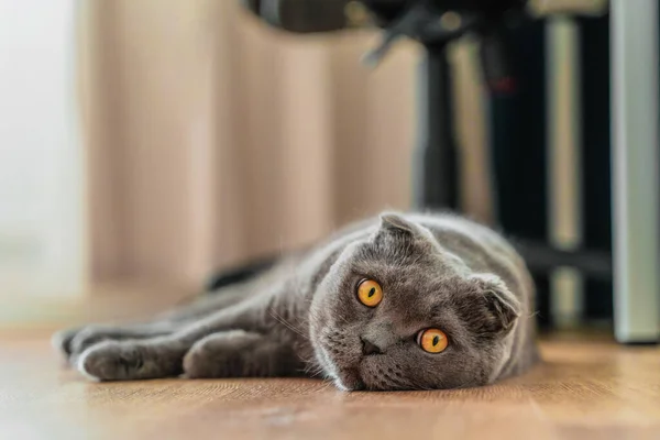 Young Cat Scottish Fold Lying Floor House — 스톡 사진
