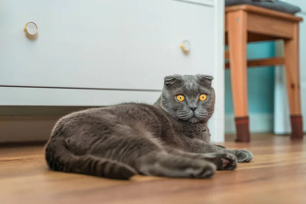 Young Cat Scottish Fold Lying Floor House — 图库照片