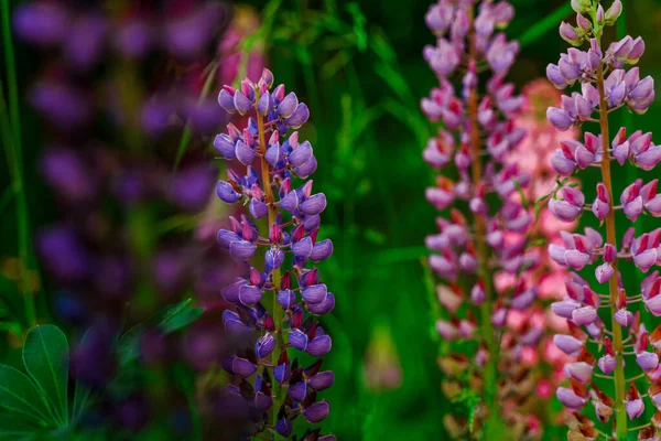 Feld Von Lupinenblüten Hintergrund Sonnenuntergang Licht Natürlicher Hintergrund — Stockfoto