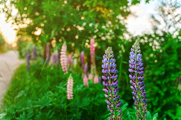 Gebied Van Lupine Bloemen Achtergrond Bij Zonsondergang Licht Natuurlijke Achtergrond — Stockfoto