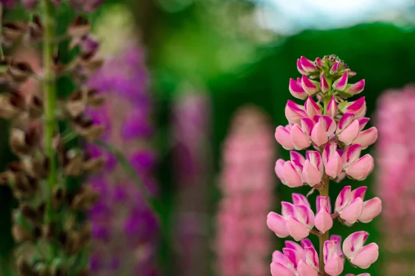 Champ Fleurs Lupin Fond Dans Lumière Coucher Soleil Contexte Naturel — Photo