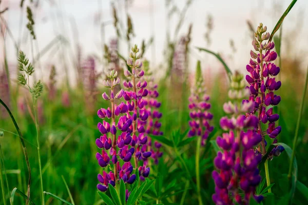 Fält Lupine Blommor Bakgrund Solnedgången Ljus Naturlig Bakgrund — Stockfoto