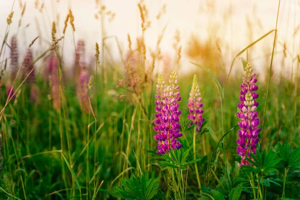 Fält Lupine Blommor Bakgrund Solnedgången Ljus Naturlig Bakgrund — Stockfoto