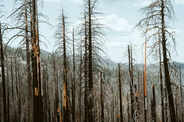 Bosque Seco Después Arder Parque Nacional Yosemite Concepto Protección Ambiental — Foto de Stock