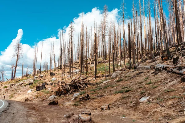 Bosque Seco Después Arder Parque Nacional Yosemite Concepto Protección Ambiental —  Fotos de Stock