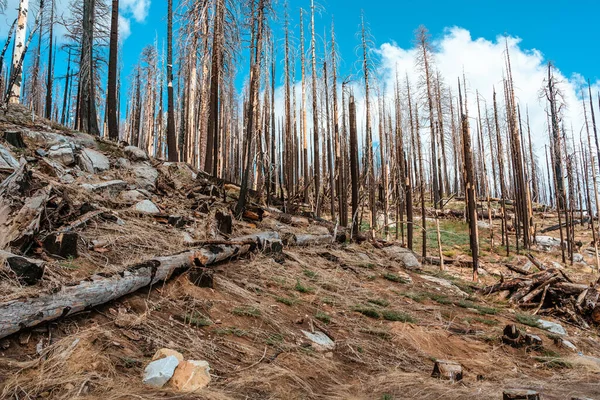 Bosque Seco Después Arder Parque Nacional Yosemite Concepto Protección Ambiental —  Fotos de Stock