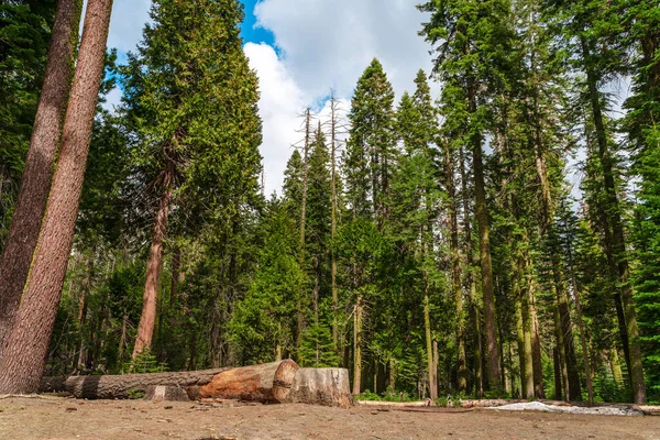 Beautiful Valley Yosemite Park Mountain Landscape Summer — Stock fotografie