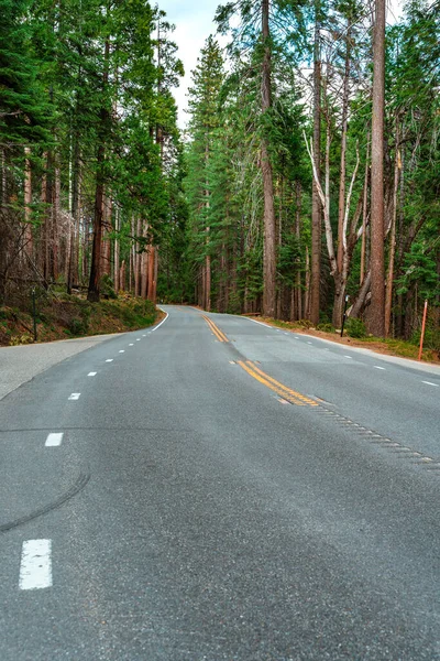 Malownicza Brukowana Droga Lesie Yosemite National Park — Zdjęcie stockowe