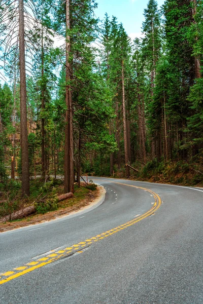 Malownicza Brukowana Droga Lesie Yosemite National Park — Zdjęcie stockowe