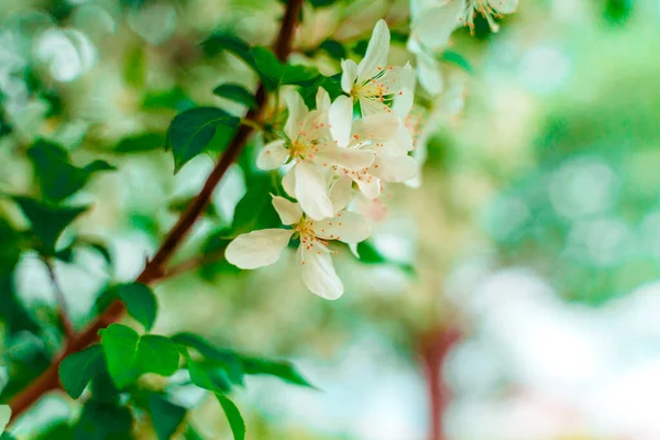 Fleurs Blanches Pommier Fleurs Beau Fond Naturel — Photo