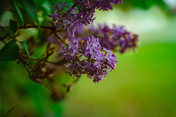 Purple Flowers Blooming Lilac Beautiful Natural Background Space Text — Stockfoto