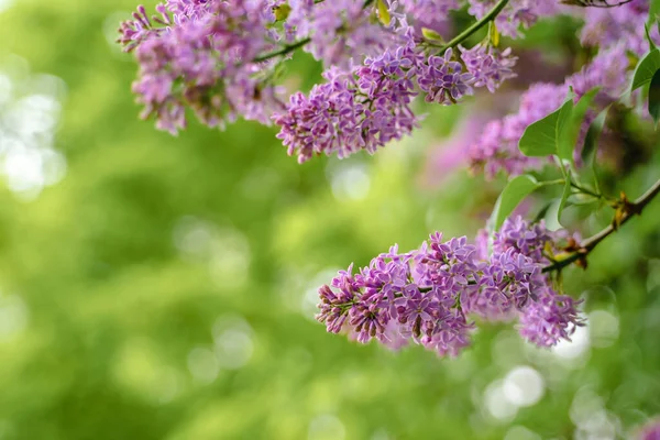 Purple Flowers Blooming Lilac Beautiful Natural Background Space Text — Stockfoto