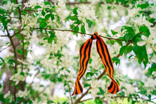 Fita São Jorge Forma Arco Festivo Uma Árvore Maçã Florescente — Fotografia de Stock